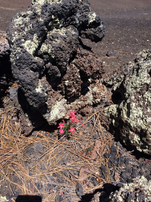 flower in volcanic crater